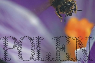 Polen: The Unusual Display Font for Modern Design
